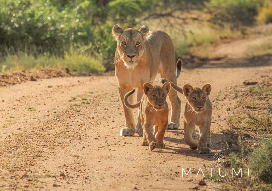 Kruger Park Full Day Safari From Hoedspruit - Five things to know before you go