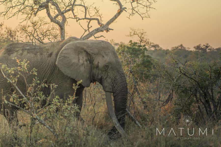 Kruger Park Full Day Safari From Hoedspruit - Eight hours of wildlife viewing inside Kruger