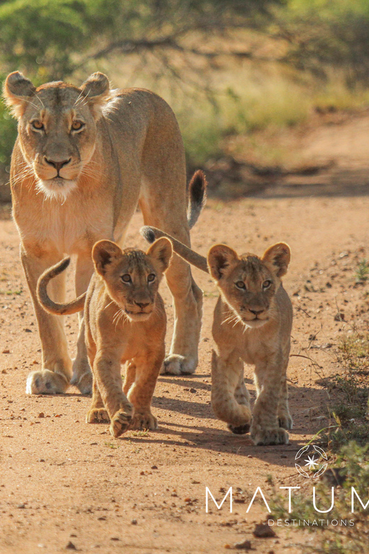 Kruger Park Full Day Safari From Hoedspruit - A picnic breakfast, then lunch at a rest camp