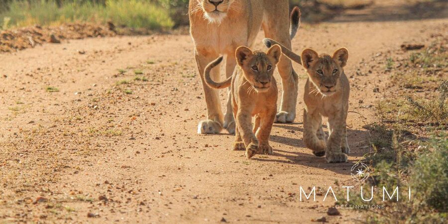 Kruger Park Full Day Safari From Hoedspruit - Small group comfort, with a full-day pace