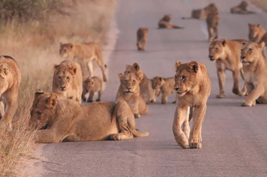 Kruger Park Safari from Maputo - Key points to know before booking