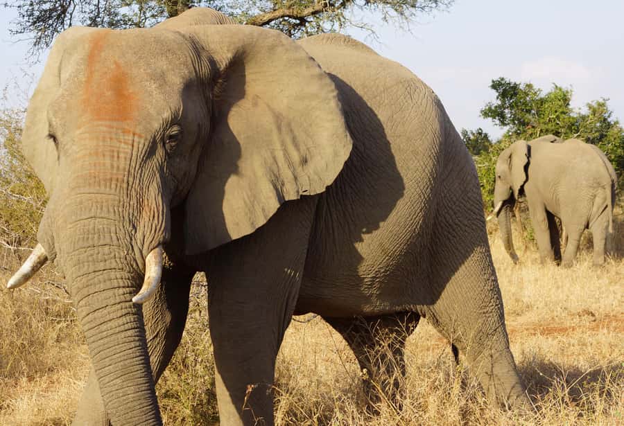 Kruger Park Safari from Maputo - From Maputo hotel pickup to the Kruger gate
