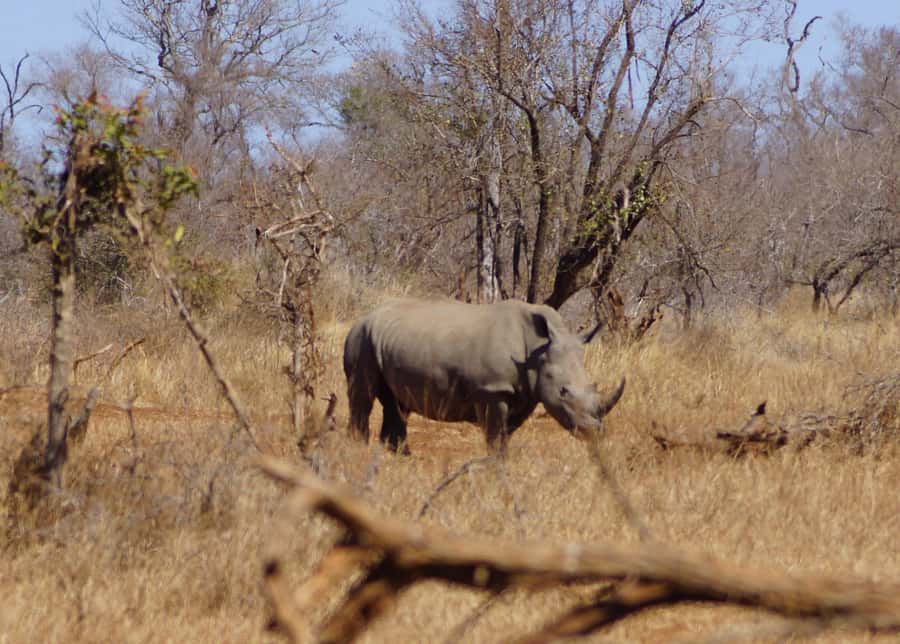 Kruger Park Safari from Maputo - Eight hours searching Kruger’s southern area
