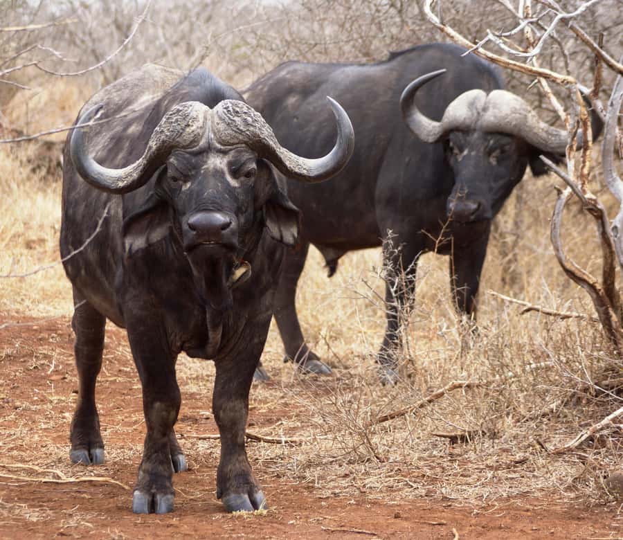 Kruger Park Safari from Maputo - What the $270 price really covers