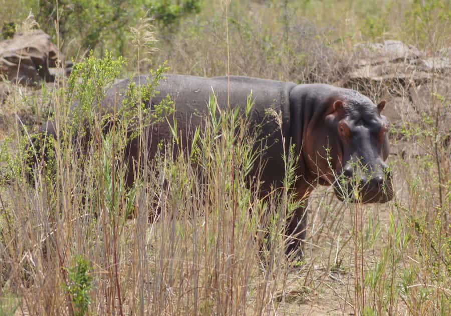 Kruger Park Safari from Maputo - Who will enjoy this safari most