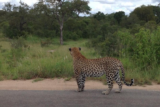 Kruger Park Safari: Guided Day Tour from Nelspruit - Why this Kruger safari works well from Nelspruit