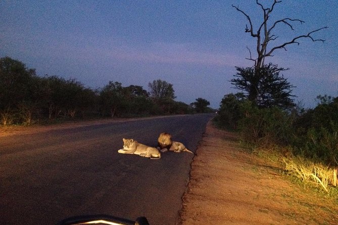 Kruger Park Safari: Guided Day Tour from Nelspruit - Game drives in search of the Big Five