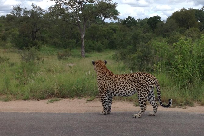 Kruger Park Safari: Guided Day Tour from Nelspruit - What the long day feels like