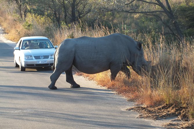 Kruger Park Safari: Guided Day Tour from Nelspruit - Is $94.90 good value?