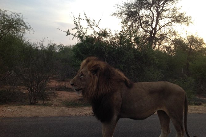 Kruger Park Safari: Guided Day Tour from Nelspruit - A 5:00 am pickup and the road to Kruger