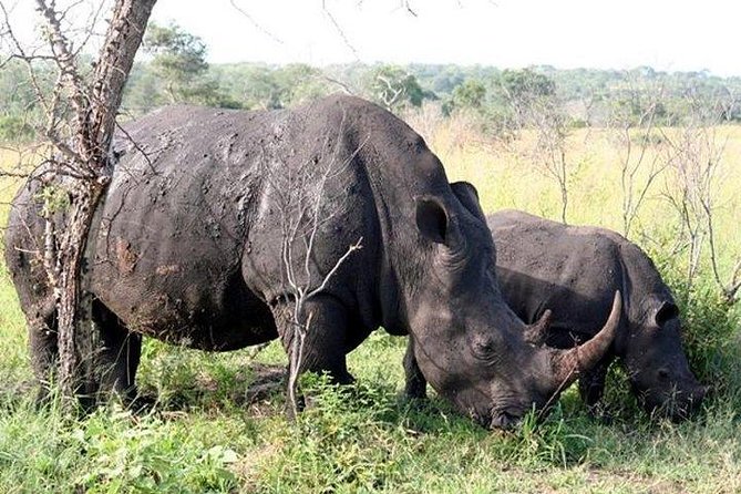 Kruger Park Safari - Half Day Game Drive from Hazyview - The guide can make or break a short safari