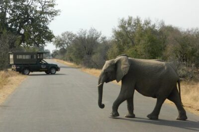 Kruger Park Safari – Half Day Game Drive from Hazyview