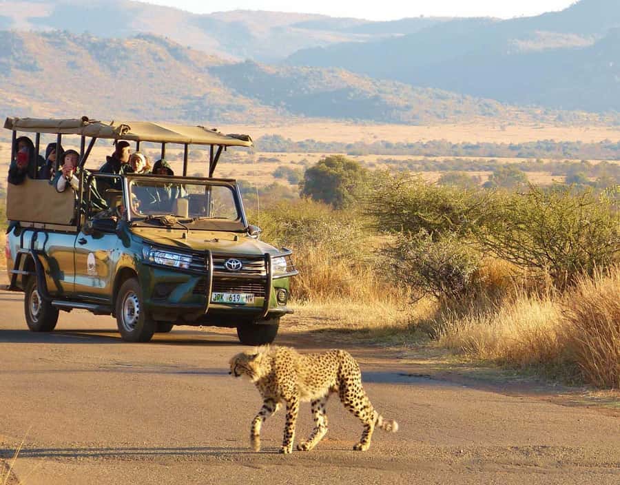 Kruger Park Scheduled Full day Safari Drive from Hoedspruit - The afternoon return toward Orpen Gate