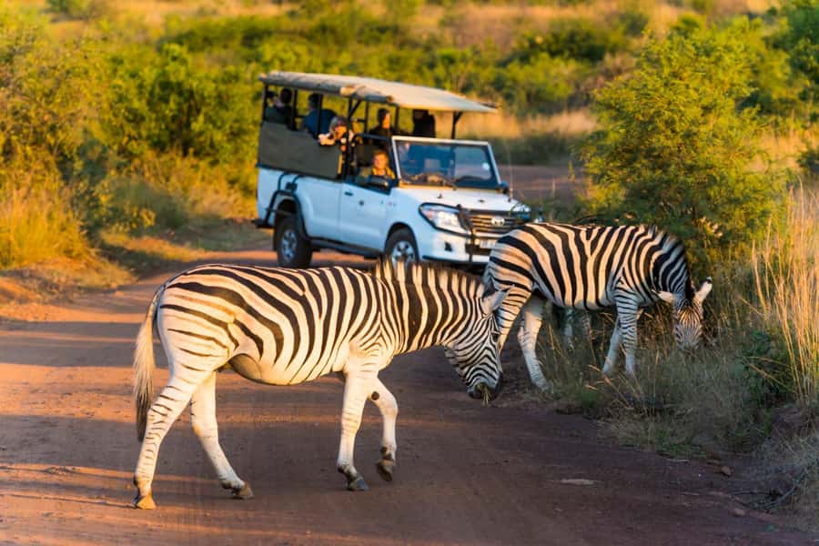 Kruger Park Scheduled Full day Safari Drive from Hoedspruit - Who should book this Kruger safari?