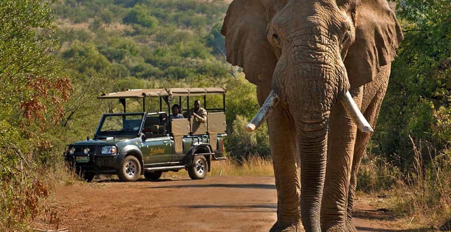 Kruger Park Scheduled Full day Safari Drive from Hoedspruit - Entering Kruger through Orpen Gate