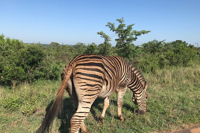 Lesedi cultural village and lion mini safari - Why this Johannesburg day trip works