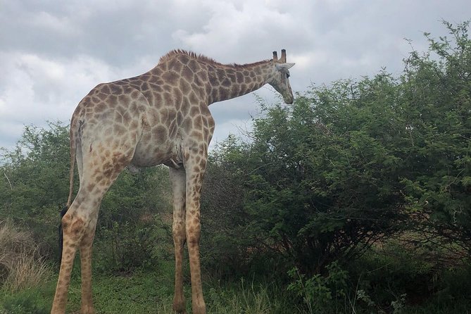Lesedi cultural village and lion mini safari - Lesedi Cultural Village and its five tribal traditions