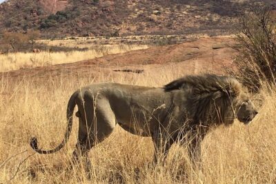 Lesedi cultural village and lion mini safari