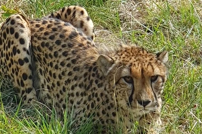 Lesedi cultural village and lion mini safari - The 45-minute drumming session