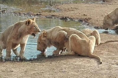 Lesedi Cultural Village and Lion Park tour