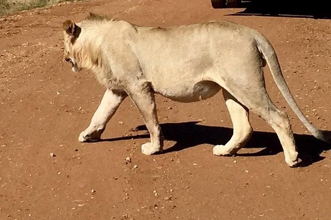 Lesedi Cultural Village and Lion Park tour - Lions, cheetahs, and the value of a short safari