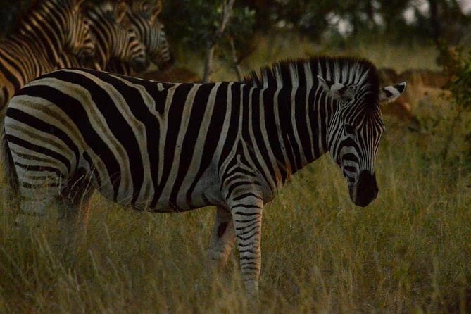 Lesedi Cultural Village and Lion Park tour - Transport, group size, and the shape of the day