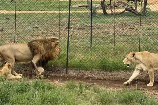 Lion and Safari Park tour.Pick up and drop off Privately - Lions, white lions, and three different prides