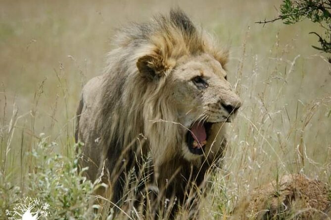 Lion and Safari Park tour.Pick up and drop off Privately - Is $111.10 a fair price?