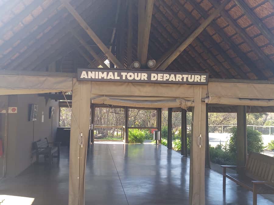 Lion park - Five things to know before booking