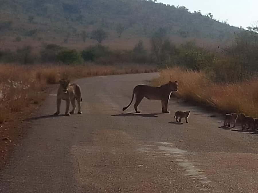 Lion park - A 1,000-hectare reserve near Johannesburg