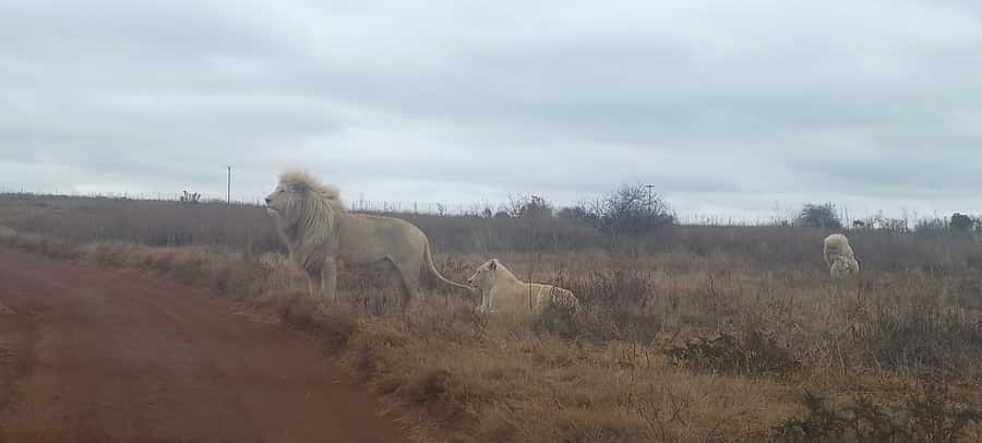 Lion park - Who will enjoy this outing most