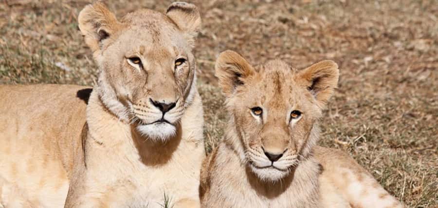 Lion Park Tour in Open Safari Vehicle - A simple escape from the city