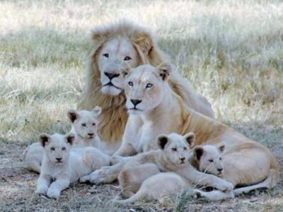 Lion Park Tour in Open Safari Vehicle
