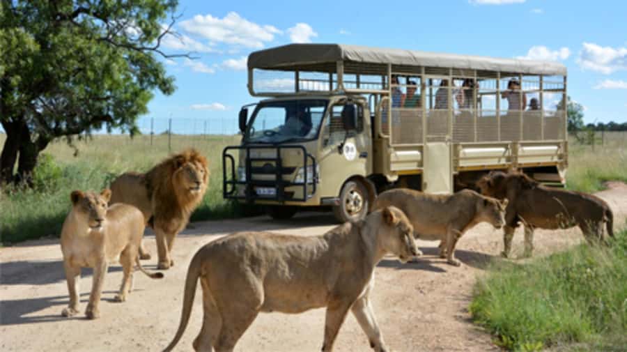 Lion Park Tour in Open Safari Vehicle - The open safari vehicle and one-hour game drive