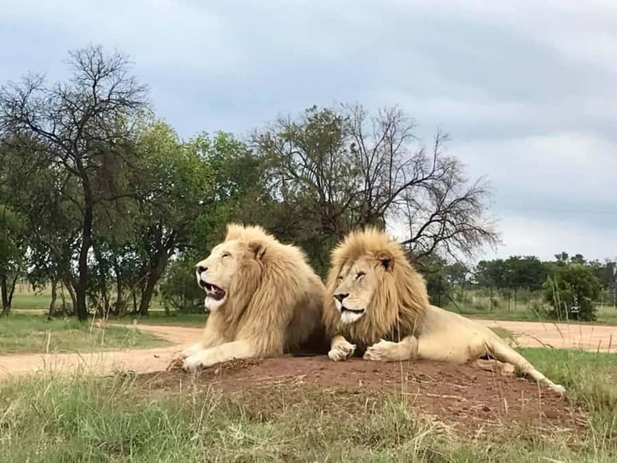 Lion Park Tour in Open Safari Vehicle - White lions, cheetahs, wild dogs, and antelopes