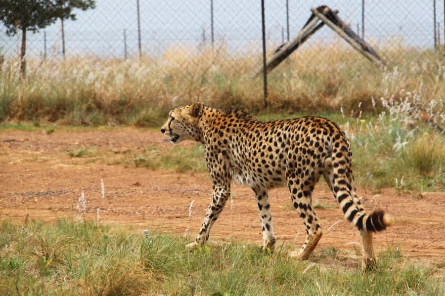 Lion Park Tour in Open Safari Vehicle - Is $118 a fair price?