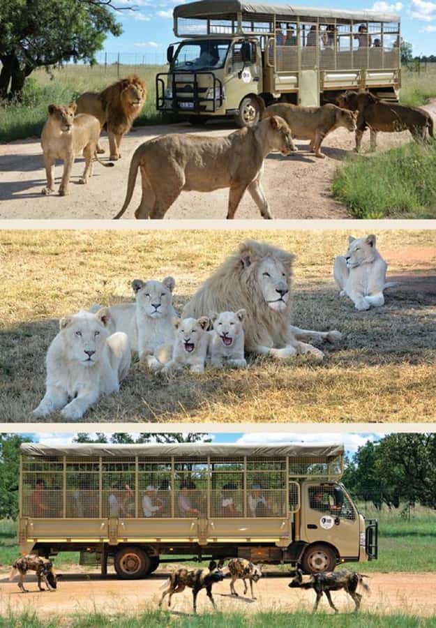 Lion Park Tour in Open Safari Vehicle - Who will enjoy this most?