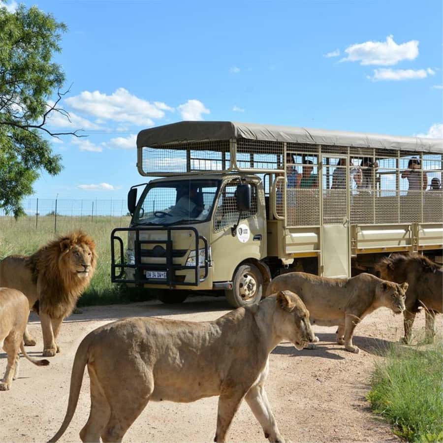 Lion Park Tour in Open Safari Vehicle - Weather, comfort, and useful planning