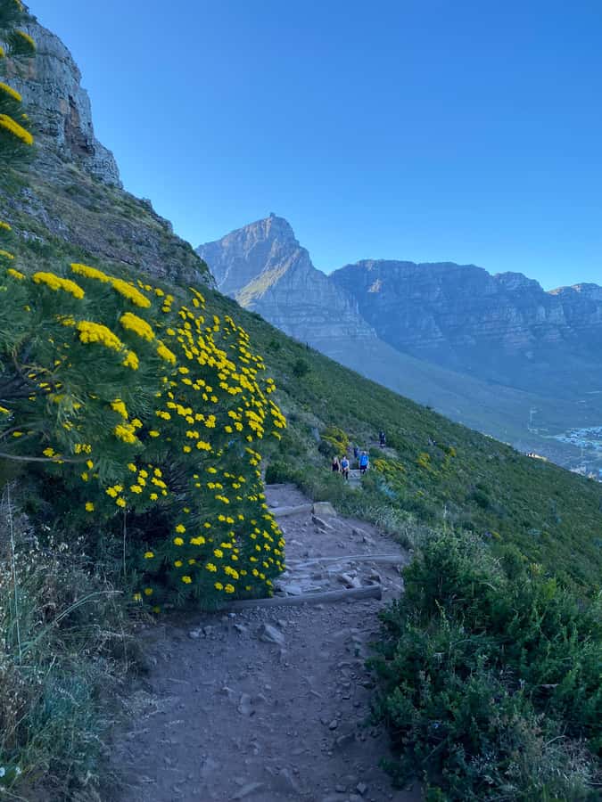Lion's Head Hike: Cape Town - Sunrise or Sunset Hike - Who Should Book This Hike?
