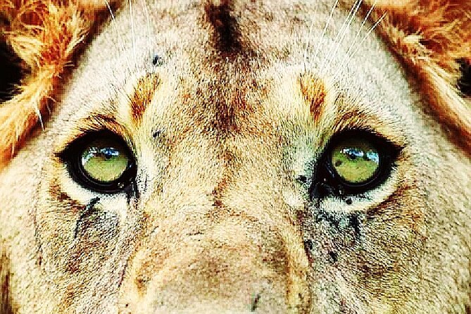Lion safari park tour(Half-day) - Key points at a glance
