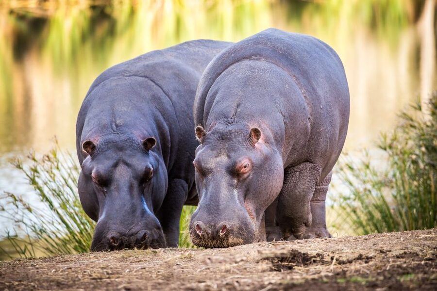 Little Brak River: Botlierskop Guided Game Drive - Key points at a glance