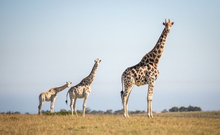 Little Brak River: Botlierskop Guided Game Drive - A short safari with a useful location