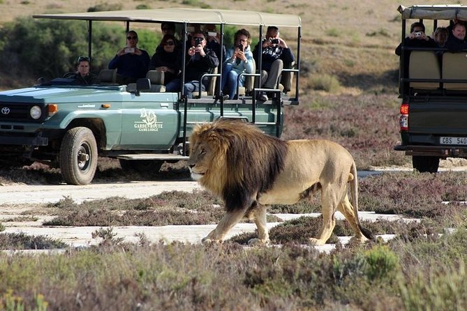 Luxury 2-Day In & Out Garden Route Safari Tour - What this two-day safari is really designed to do