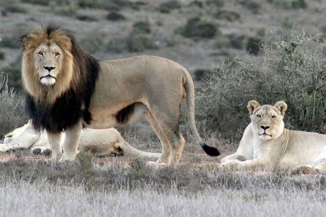 Luxury 2-Day In & Out Garden Route Safari Tour - Cape Agulhas, where the oceans meet