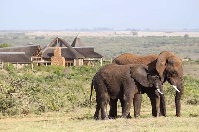 Luxury 2-Day In & Out Garden Route Safari Tour - Private transport, pace, and group size