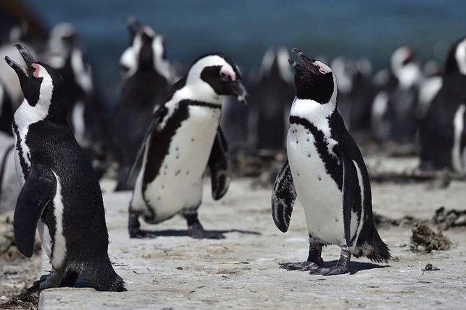 Luxury 2-Day In & Out Garden Route Safari Tour - What to pack and what to budget