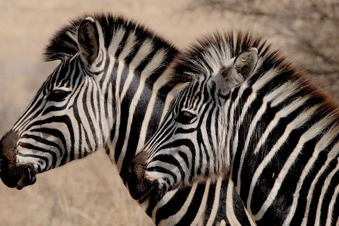 Luxury 5-Day Lesotho, Drakensberg & Safari Tour from Durban - Day two: Lesotho’s Roof of Africa route and Clarens
