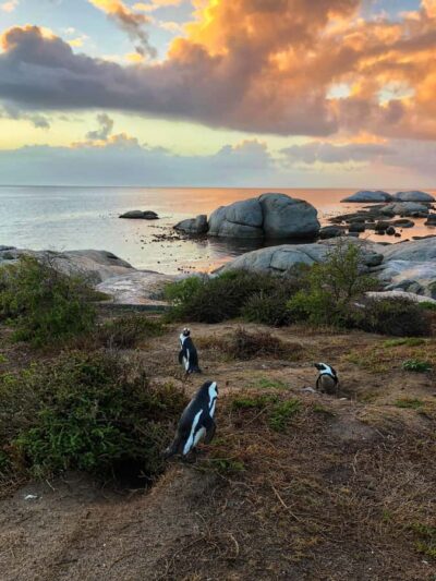 Luxury Cape of Good Hope & Penguin Tour