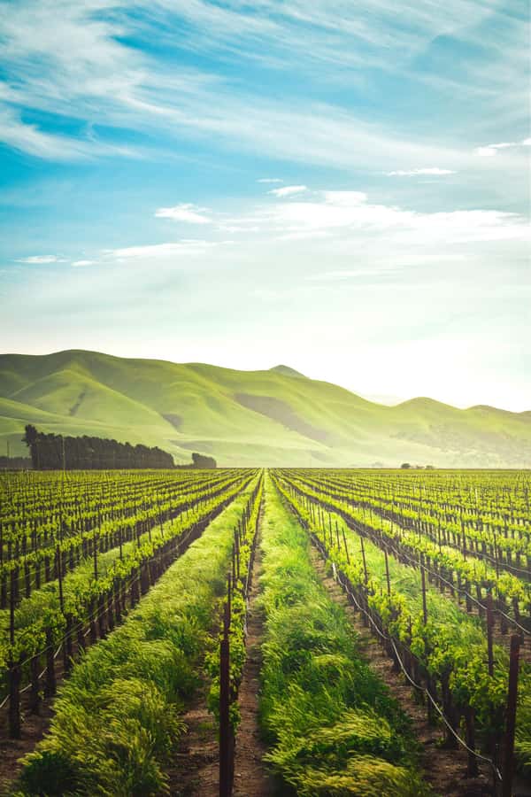Luxury Wine Tour - Kanonkop and the serious side of Stellenbosch wine