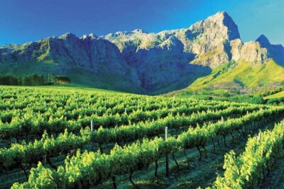 Luxury Wine Tour with Lunch